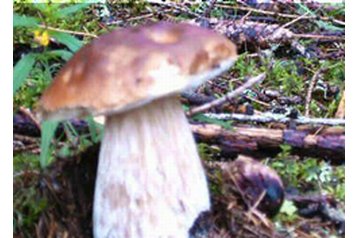 Австрия Penzión Sankt Lorenzen ob Murau, Екстериор
